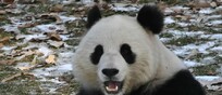 Washington, il panda Qing Bao debutta allo Smithsonian's Zoo