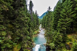 La foresta di Paneveggio, in Trentino (fonte: Jessica Peruzzo da Wikimedia)