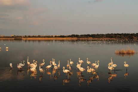 Ong friulana vince il premio Natura 2000