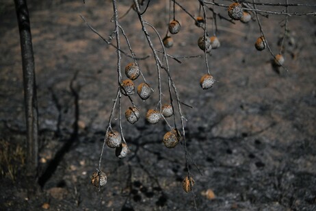 Incendi in Grecia