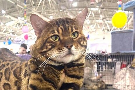 Il Generale Lee, un gatto maschio bengal @SuperCat Show 2024