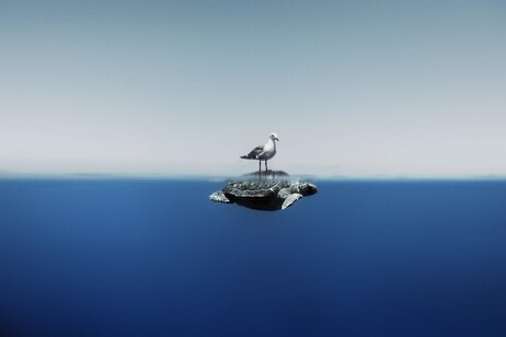 Un gabbiano sfrutta il passaggio di una tartaruga marina (fonte: Enric Gener/Ocean Photographer of the Year 2024)