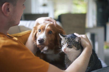 Un cane e un gatto accarezzati da un uomo foto iStock.