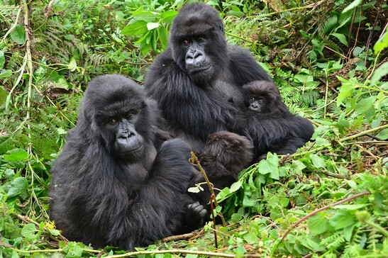 La gorilla Gutangara seduta con due figlie e la nipote Kira (fonte: Dian Fossey Gorilla Fund)
