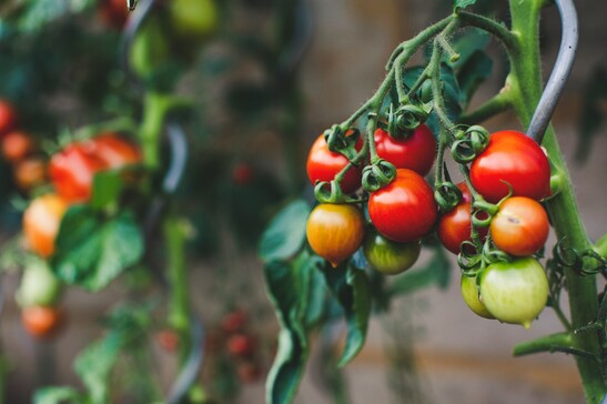 Il meccanismo alla base della maturazione dei pomodori è lo stesso che regola l’invecchiamento nell’uomo (fonte: unsplash)