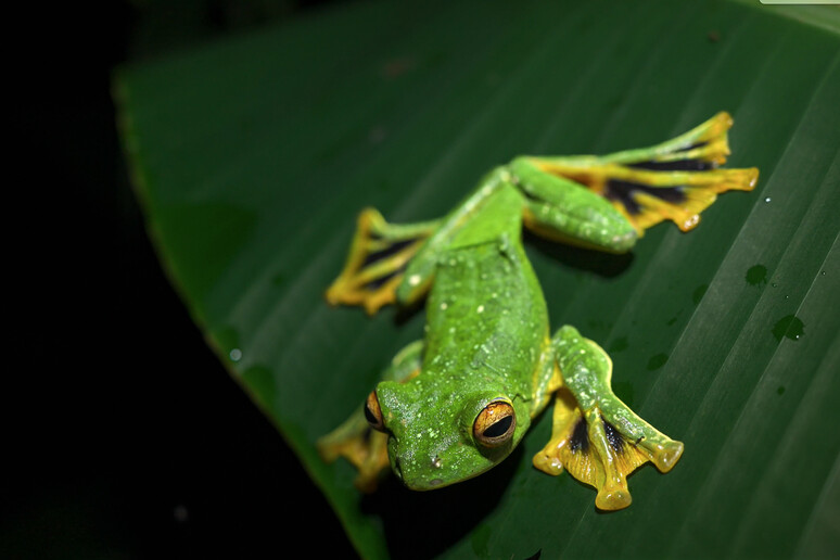 La rana asiatica Rhacophorus kio si è adattata a vivere sugli alberi, saltando da un ramo all 'altro (fonte:  Jingling Miao/Beauty of Science, Hefei, China) - RIPRODUZIONE RISERVATA