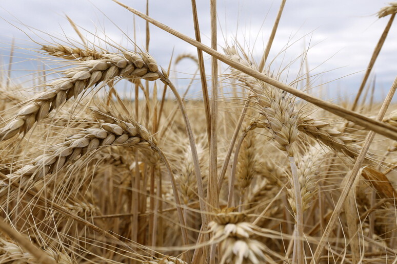 Fondo grano duro 2024, dal ministero dell 'Agricoltura altri 20 milioni © ANSA/EPA