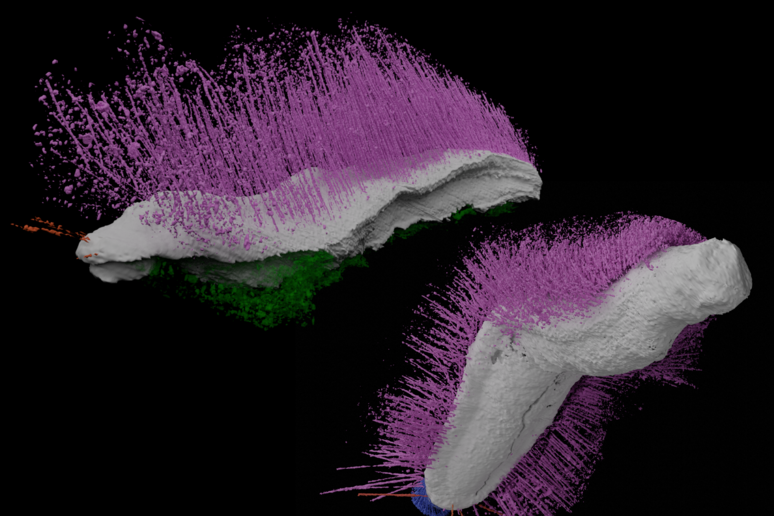 Ricostruzione dell 'aspetto degli antichi molluschi Punk ferox ed Emo vorticaudum (fonte: Sutton et al. Nature 2025) - RIPRODUZIONE RISERVATA